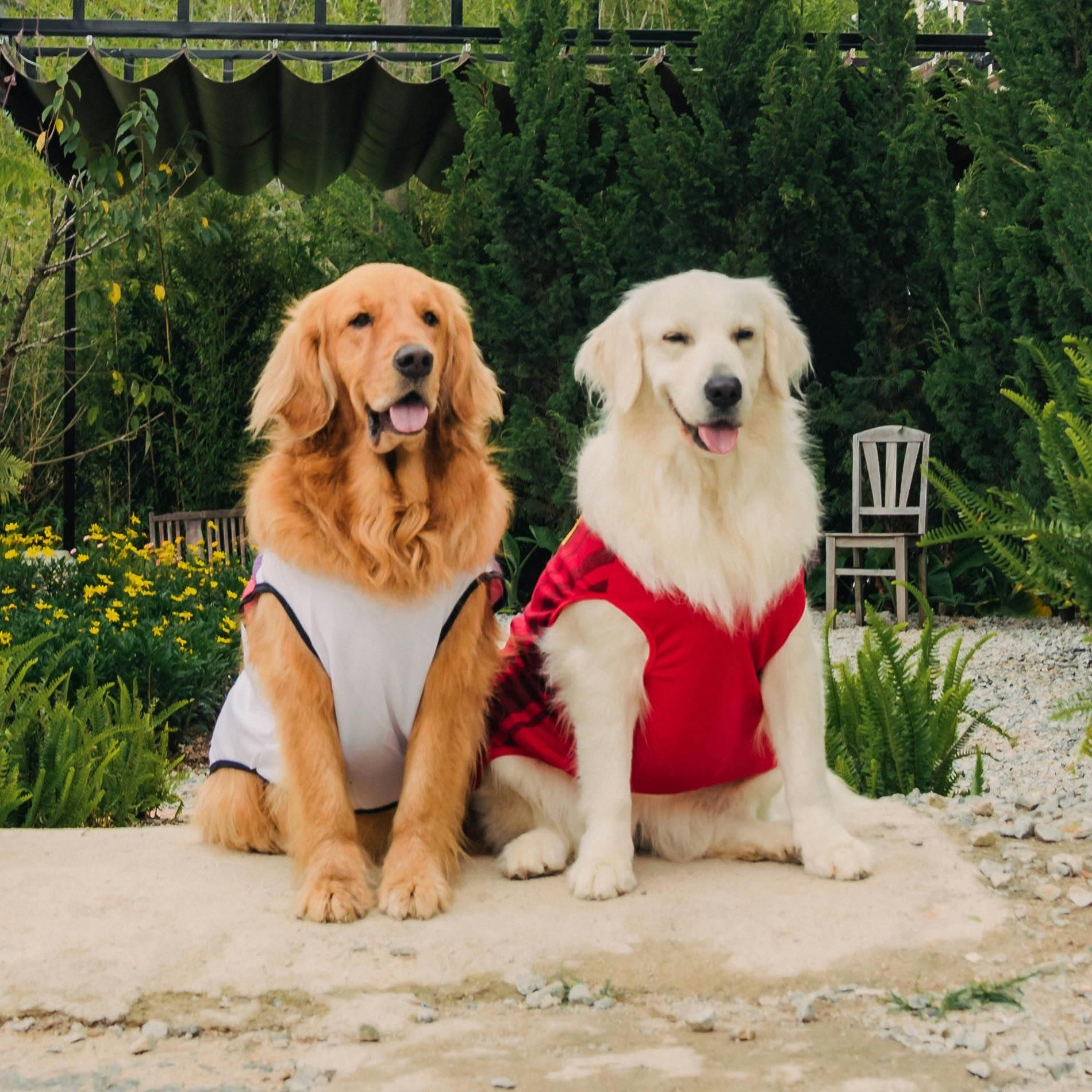 Two golden Retrievers wearing dog clothes